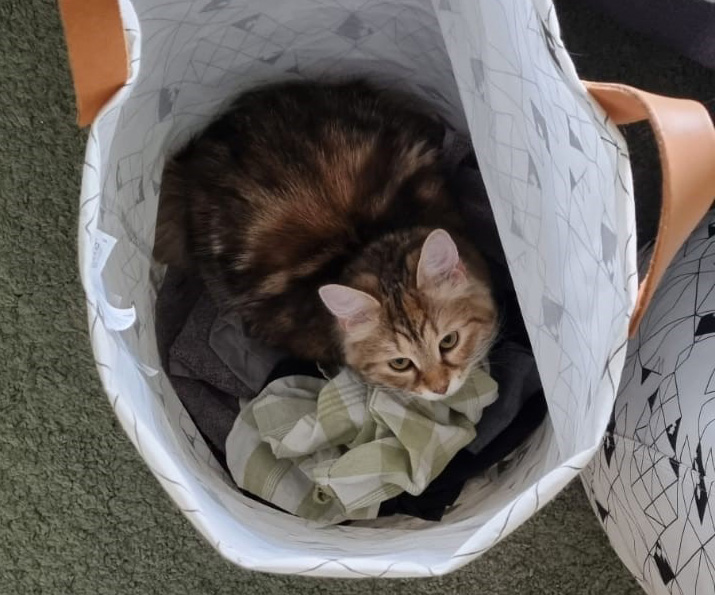 Aibirisk kattunge Yanai